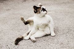 猫撮り散歩1280