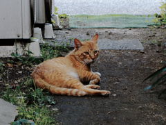 猫撮り散歩270
