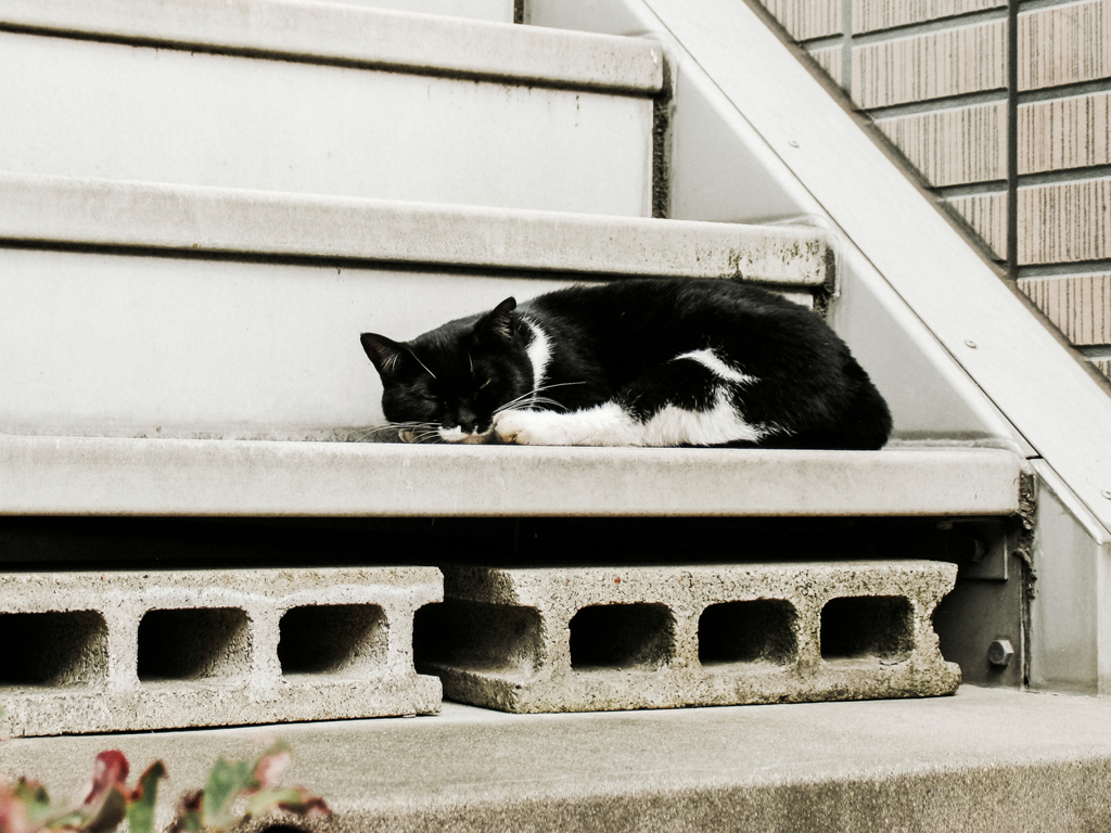 猫撮り散歩2048