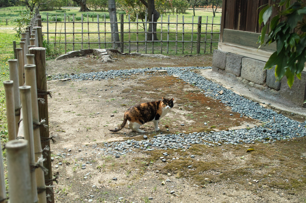 猫撮り散歩128