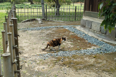 猫撮り散歩128