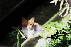 猫撮り散歩795