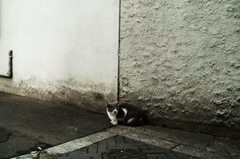 猫撮り散歩619
