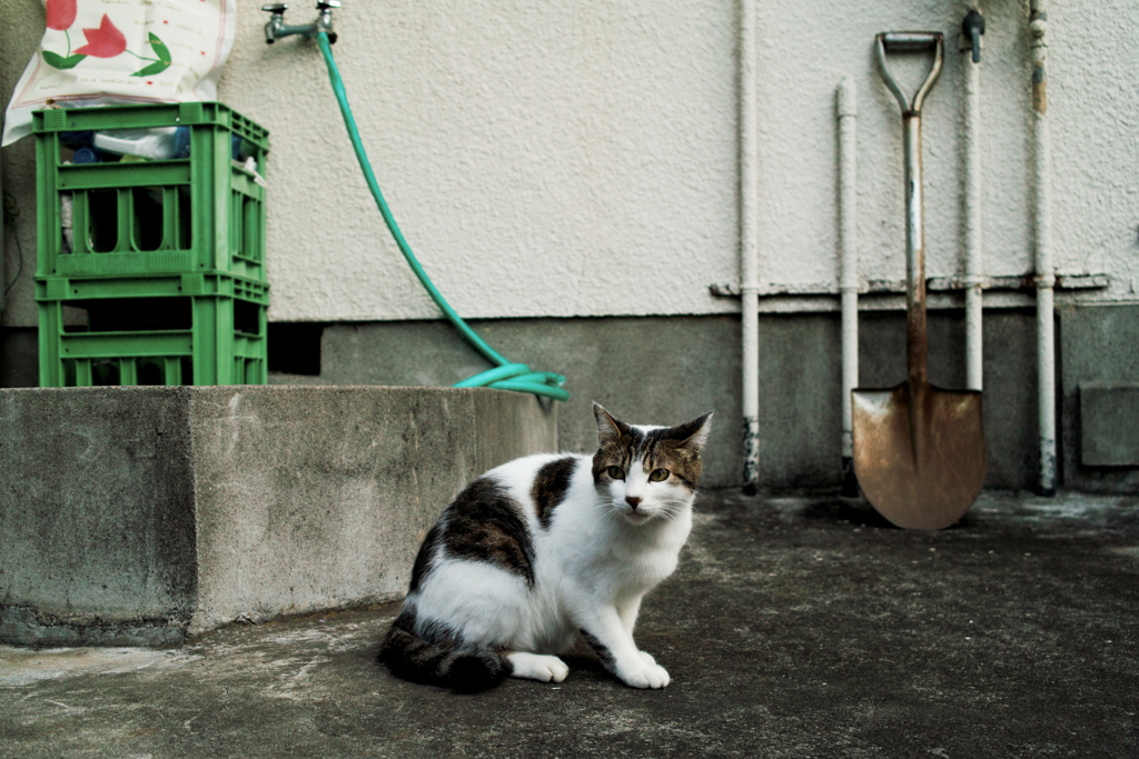 猫撮り散歩1437