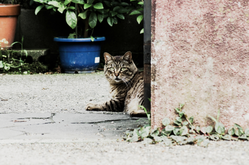 猫撮り散歩761