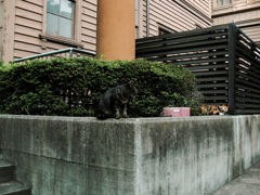 猫撮り散歩1588