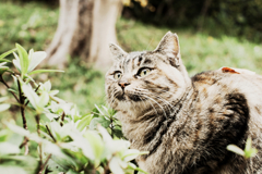 猫撮り散歩975