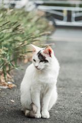 猫撮り散歩2038