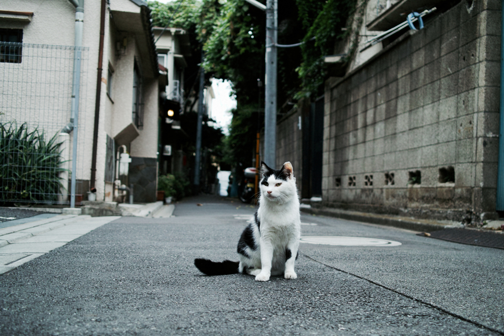 猫撮り散歩1791