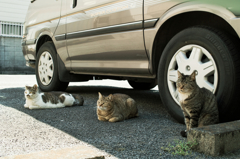 猫撮り散歩866