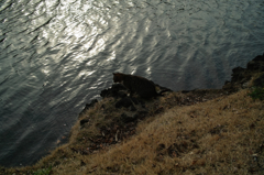 猫撮り散歩516
