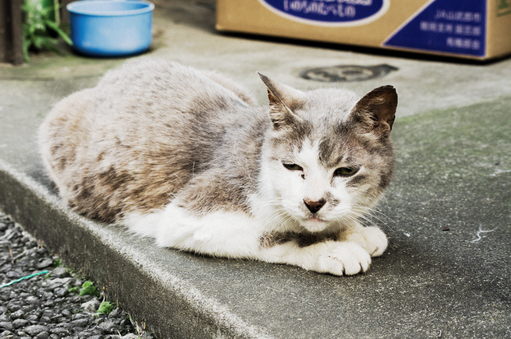 猫撮り散歩696