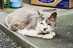 猫撮り散歩696