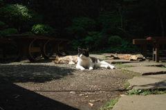 猫撮り散歩162