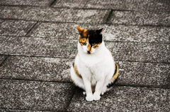 猫撮り散歩822