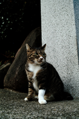 猫撮り散歩1153