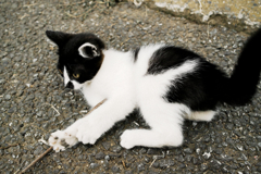 猫撮り散歩1275