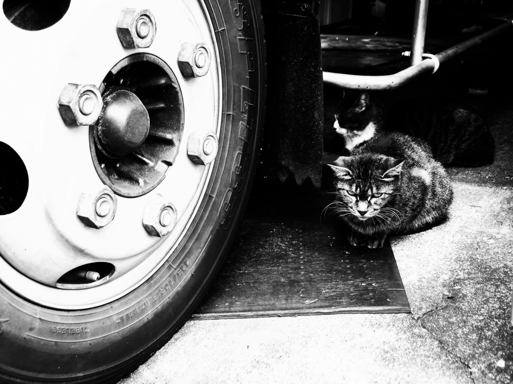 猫撮り散歩2175