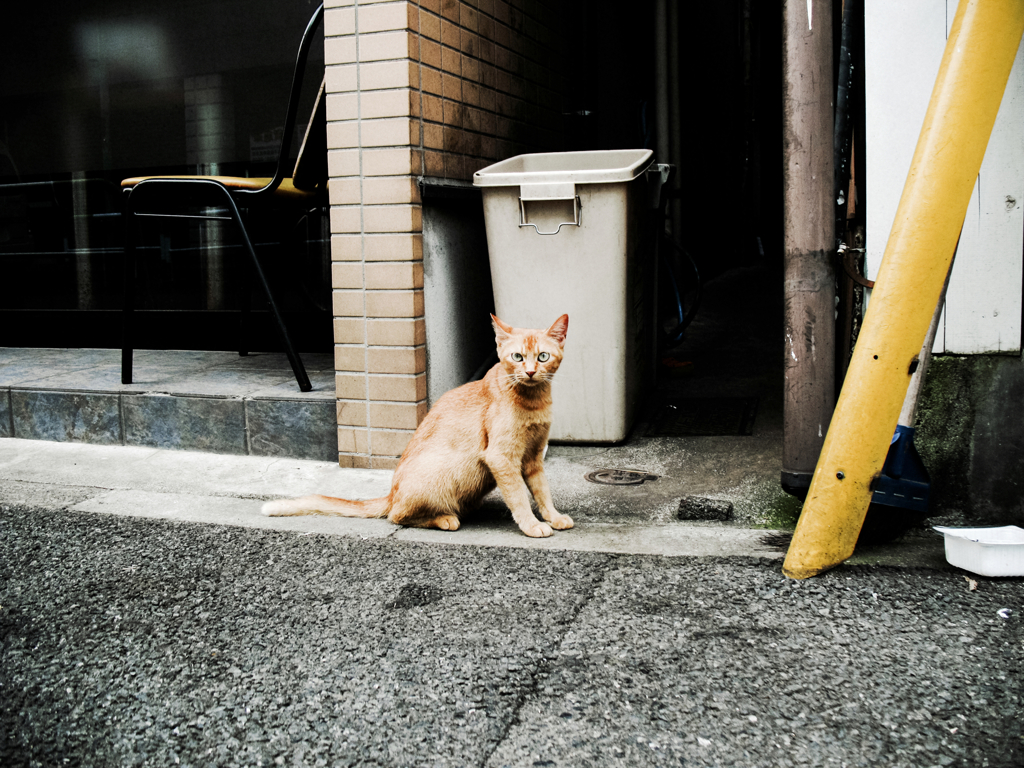 猫撮り散歩1142