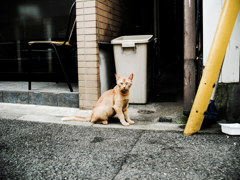 猫撮り散歩1142