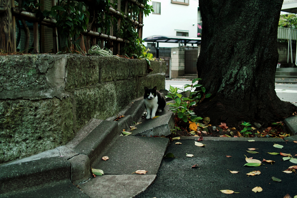 猫撮り散歩1165