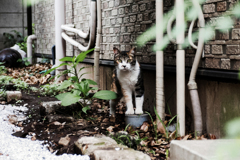 猫撮り散歩2030