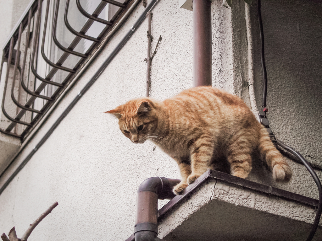 猫撮り散歩1614