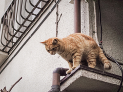 猫撮り散歩1614