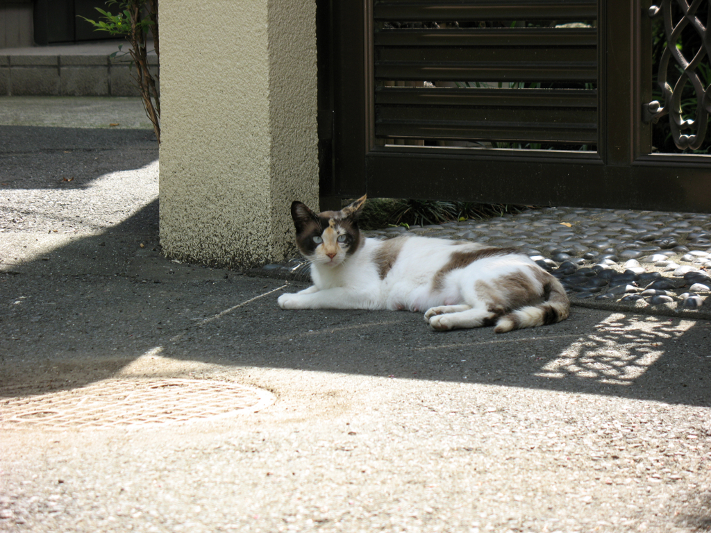猫撮り散歩124