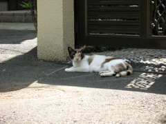 猫撮り散歩124