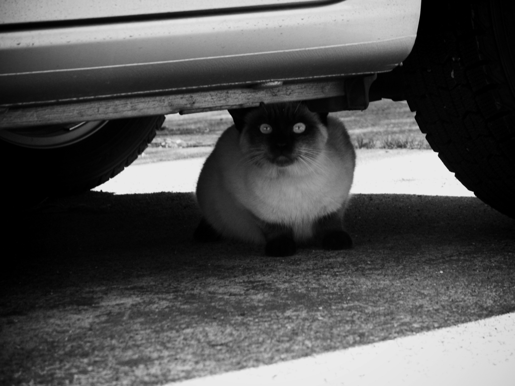猫撮り散歩41
