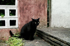 猫撮り散歩1651