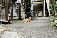 猫撮り散歩2086