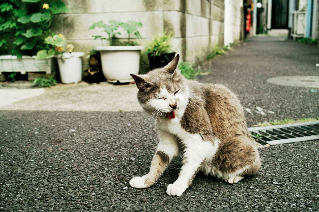 猫撮り散歩796