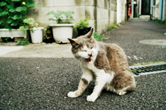 猫撮り散歩796