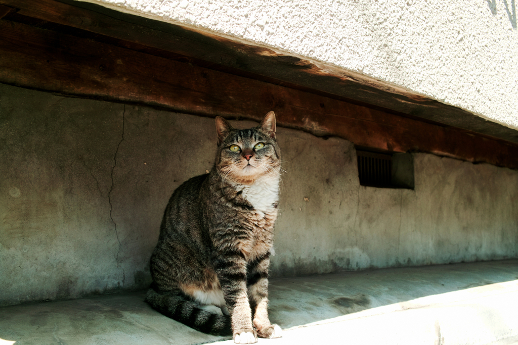 猫撮り散歩1359