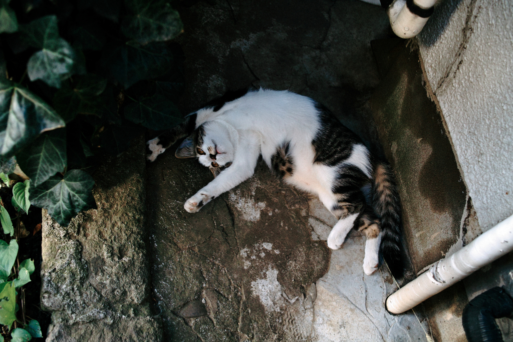 猫撮り散歩1615