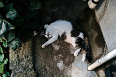 猫撮り散歩1615