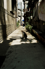 猫撮り散歩1036