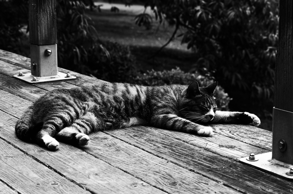 猫撮り散歩SZS-02 "Garden cats of One day"