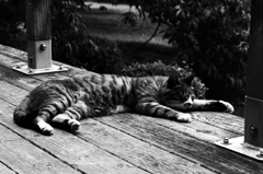 猫撮り散歩SZS-02 "Garden cats of One day"