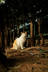 猫撮り散歩1556