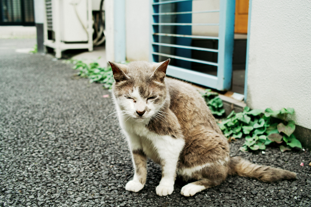 猫撮り散歩1147