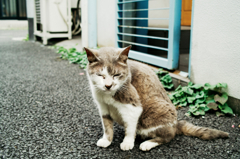 猫撮り散歩1147