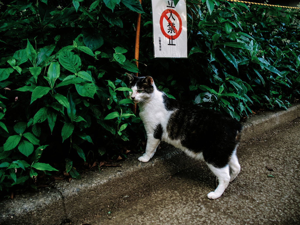 猫撮り散歩1916