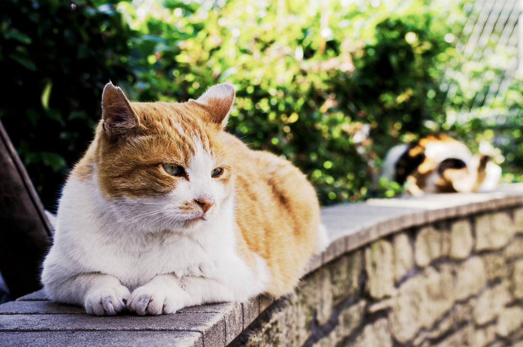 猫撮り散歩818