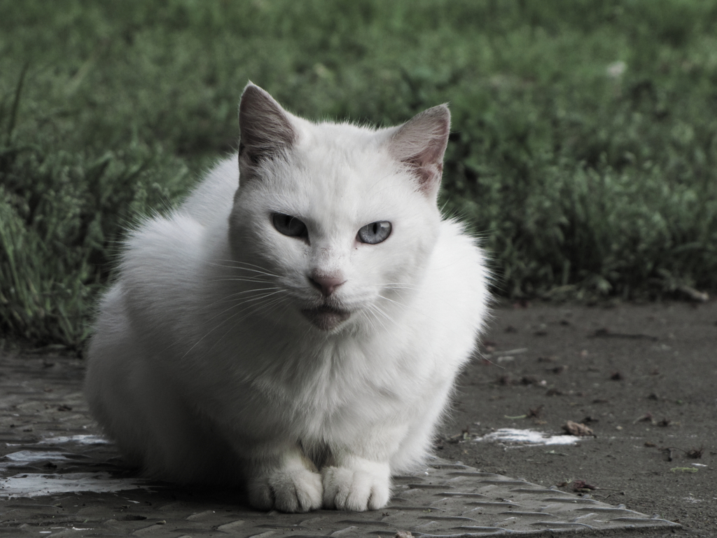 猫撮り散歩135