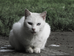猫撮り散歩135