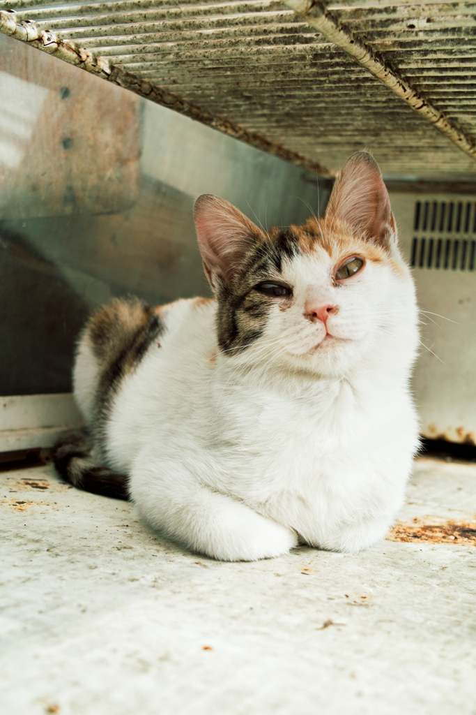 猫撮り散歩1707