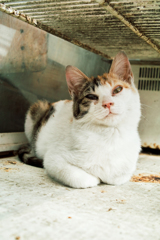 猫撮り散歩1707